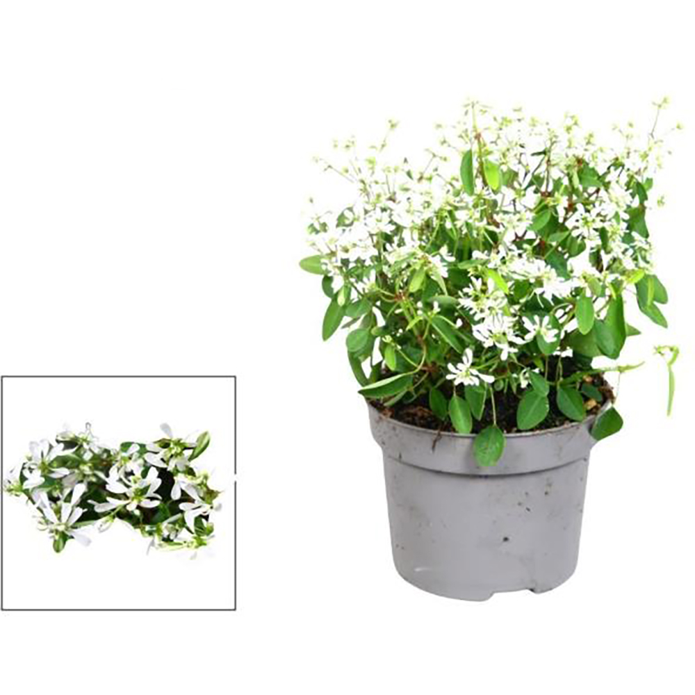 Euphorbia alba, H 15 cm