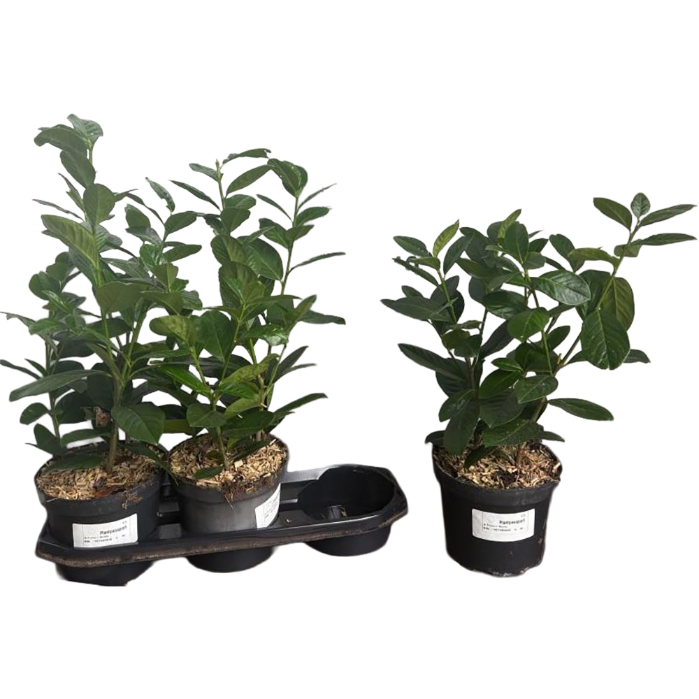 Prunus Lauroserasus Novita, D19cm, H40-60cm