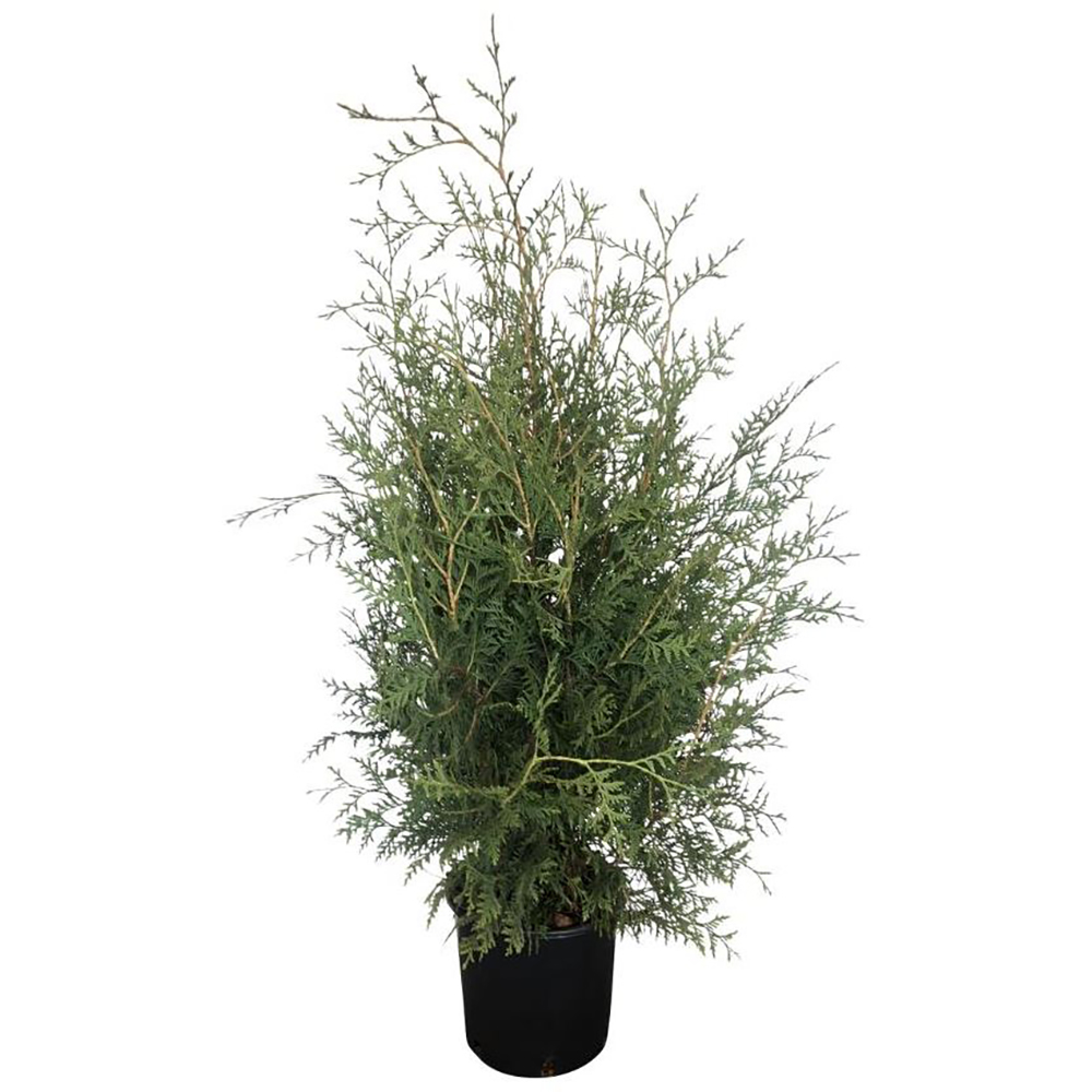 Thuja Occidentalis Brabant, D23cm, H80-100cm