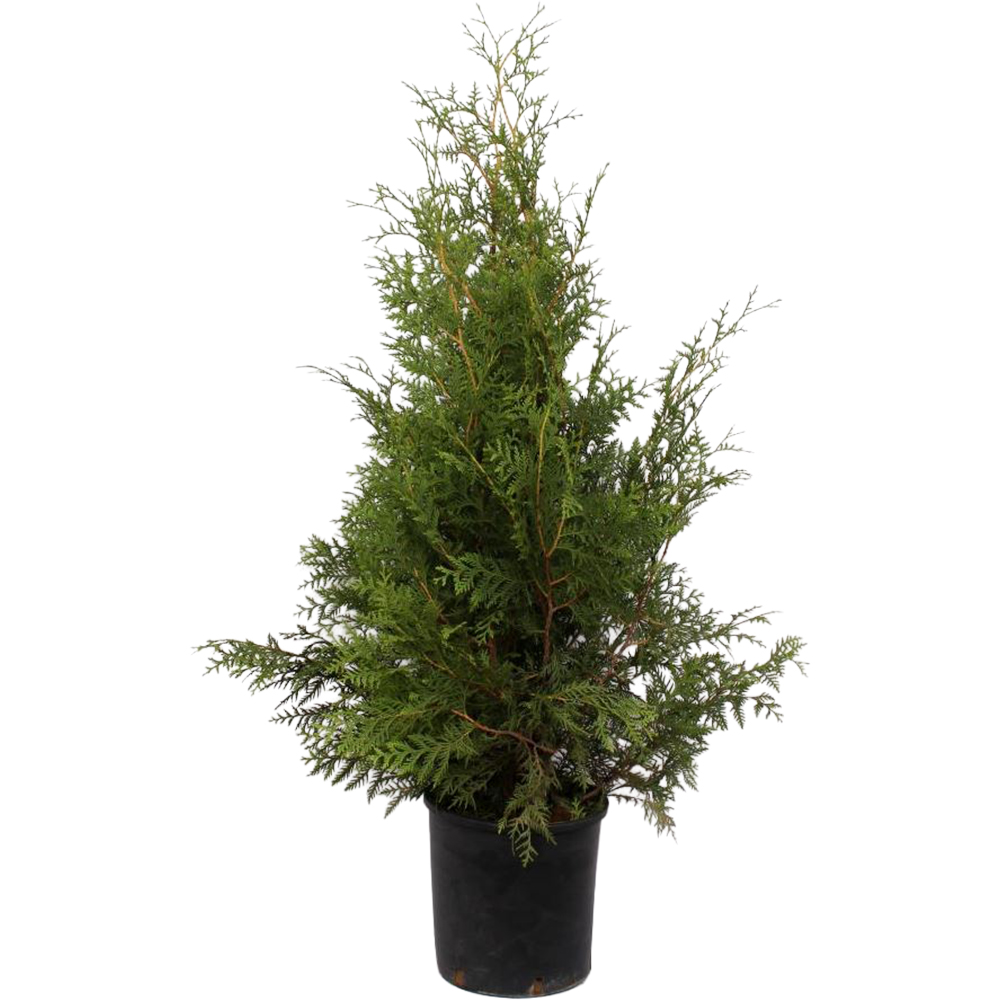 Thuja Occidentalis Brabant, D28cm, H120-140cm