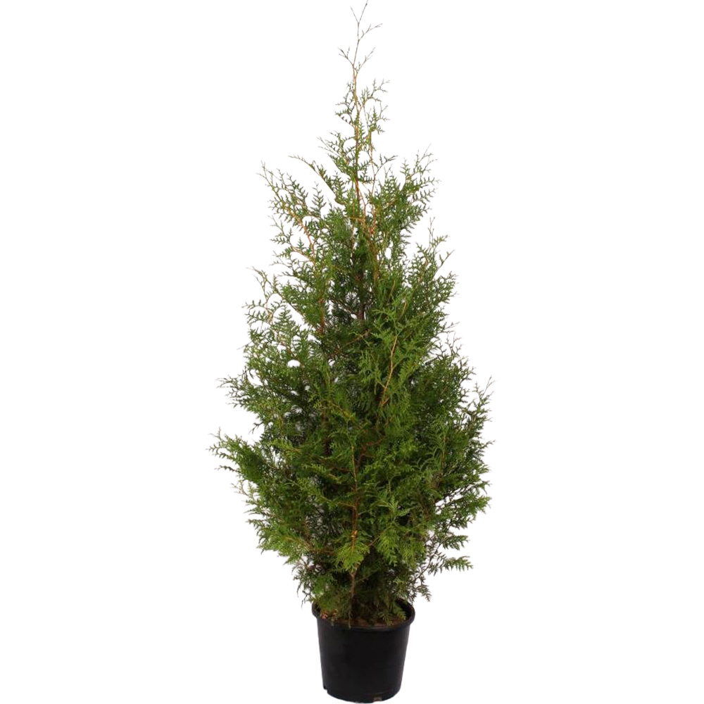 Thuja Occidentalis Brabant, D32cm, H140-160cm