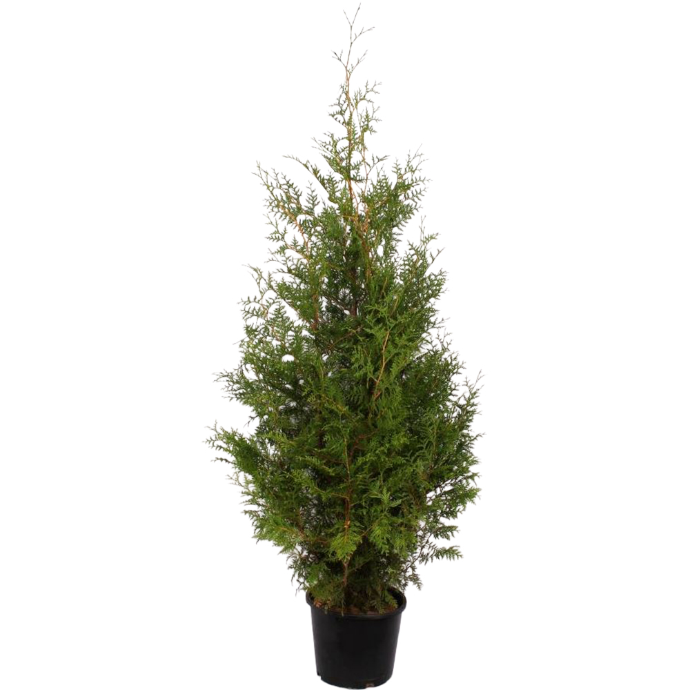 Thuja Occidentalis Brabant, D32cm, H160-180cm