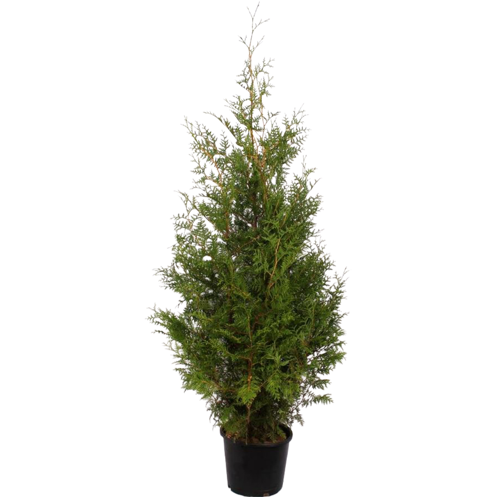 Thuja Occidentalis Brabant, D32cm, H+175cm