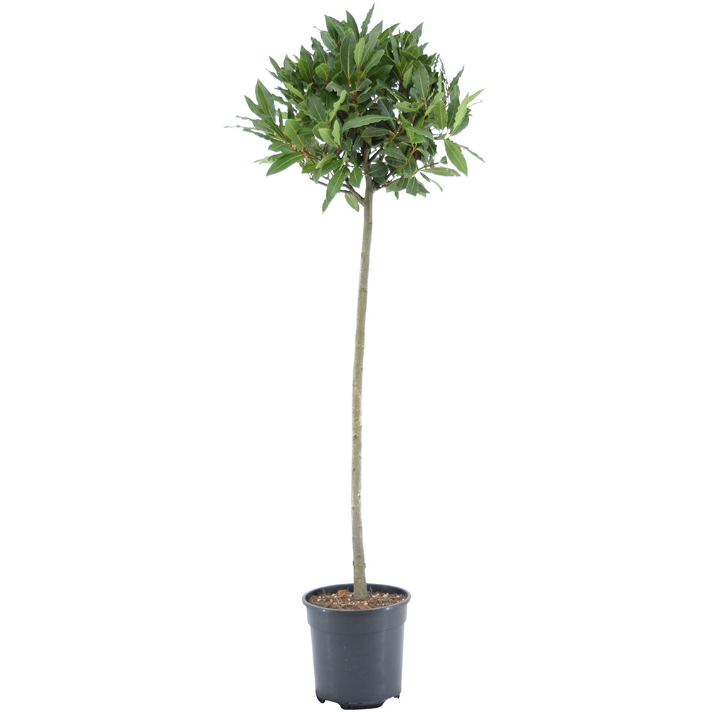 Laurus Nobilis, D20 cm, H95 cm