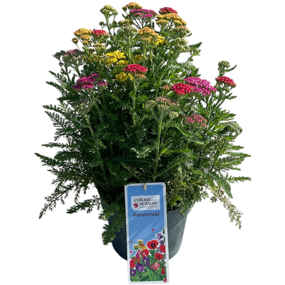 Coada-soricelului (Achillea Milly Rock Trio), H 50 cm
