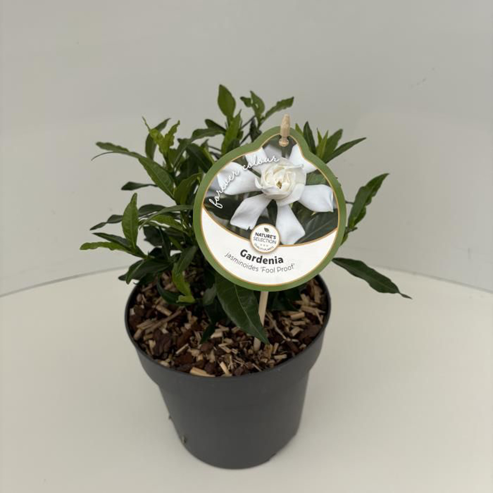 Iasomie (Gardenia jasminoides Fool Proof), 35 cm
