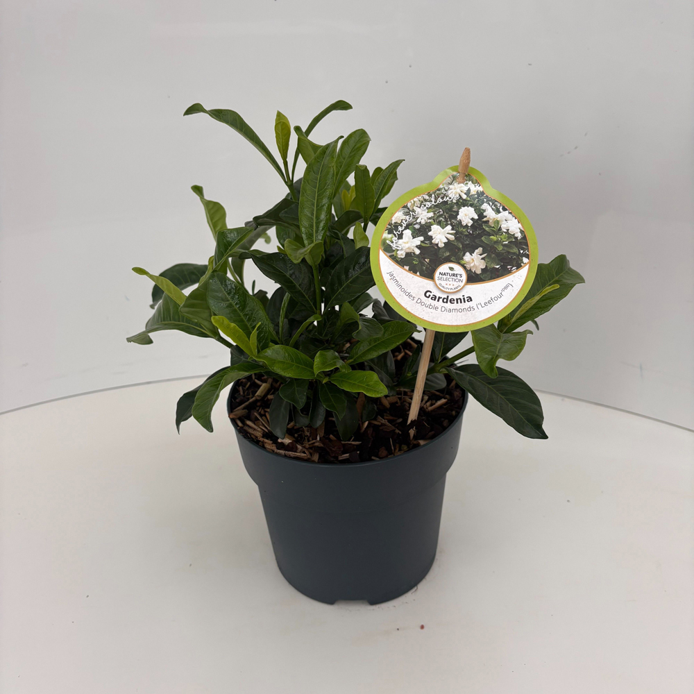 Iasomie (Gardenia jasminoides Double Diamonds), 35 cm