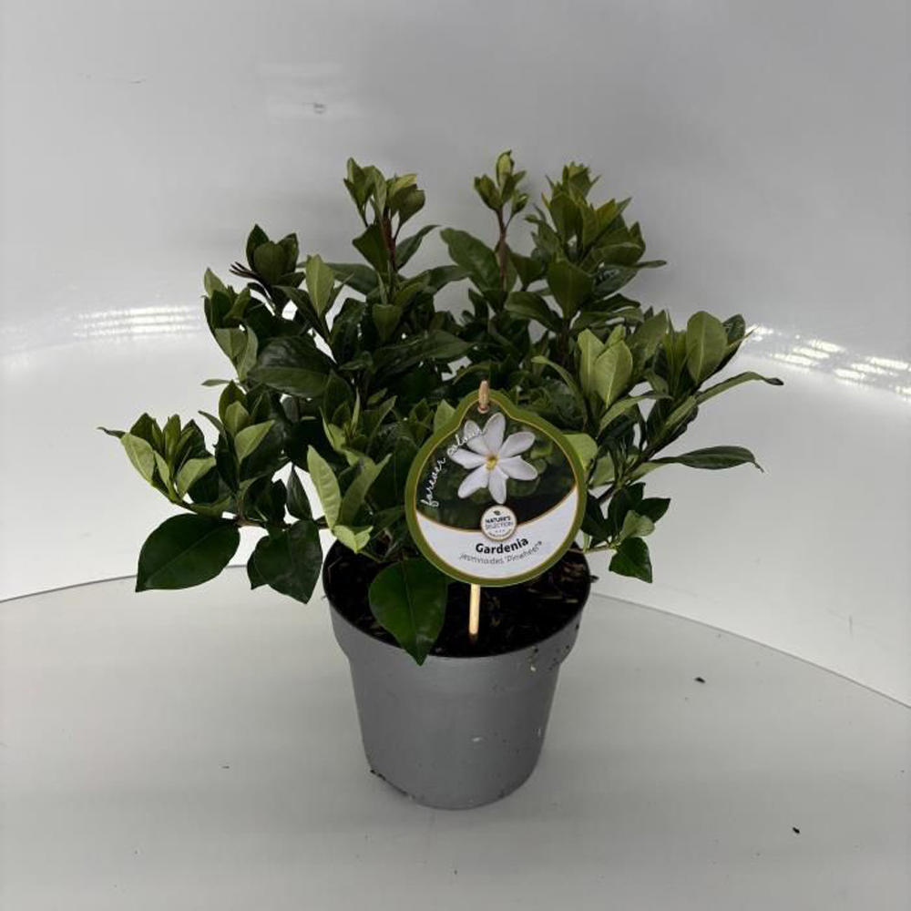 Iasomie (Gardenia jasminoides Pinwheel), 35 cm