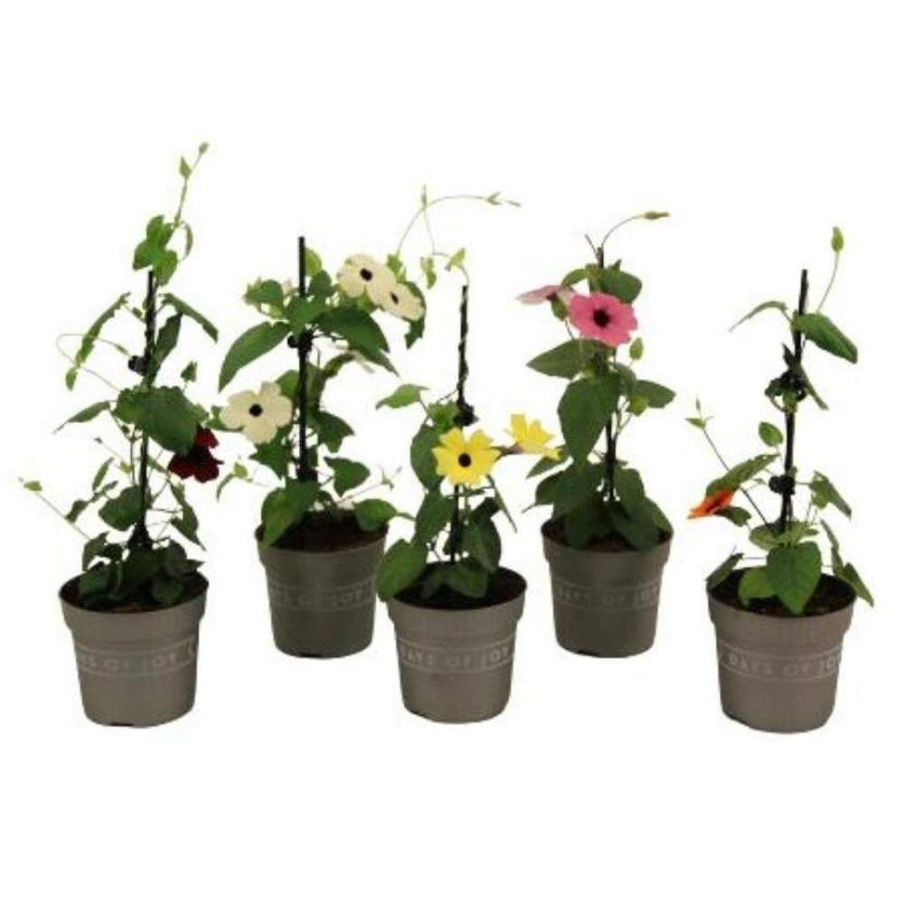 Thunbergia Alata, D 10.5 cm, H 30 cm
