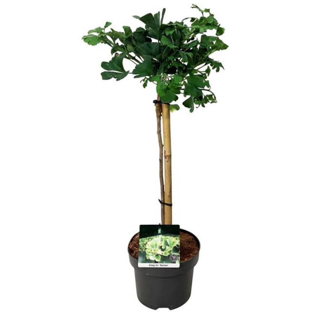Arborele pagodelor Mariken, H 70 cm