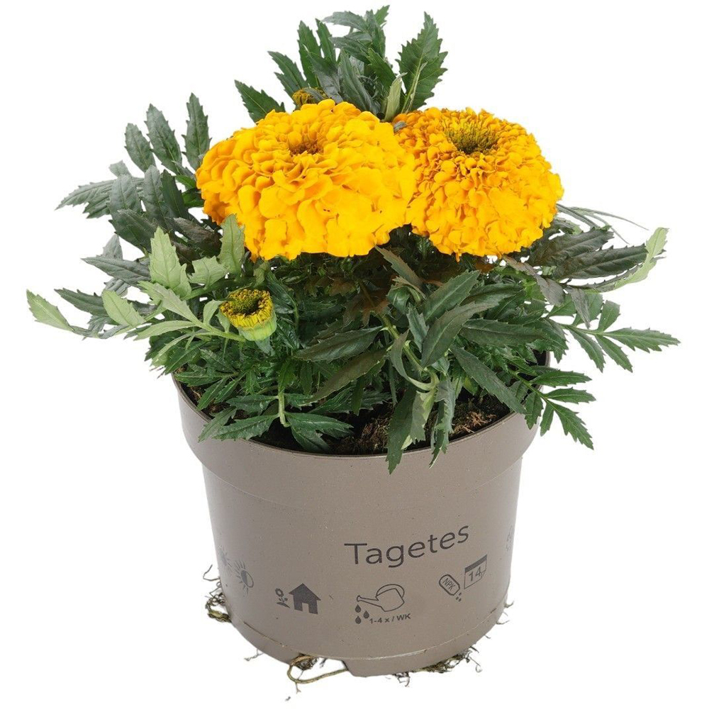 Mix Plante Perene, D 17 cm, H 20 cm