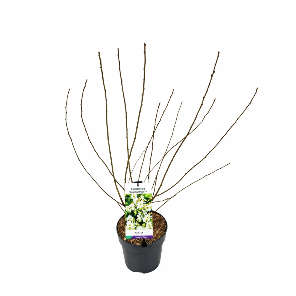 Arbust foios Exochorda R. Blushing Pearl, H 70 cm