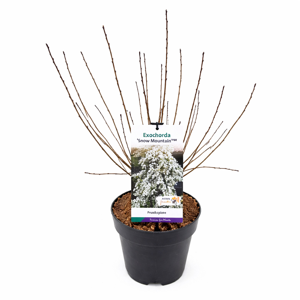 Arbust foios Exochorda R. Snow Mountain, H 70 cm