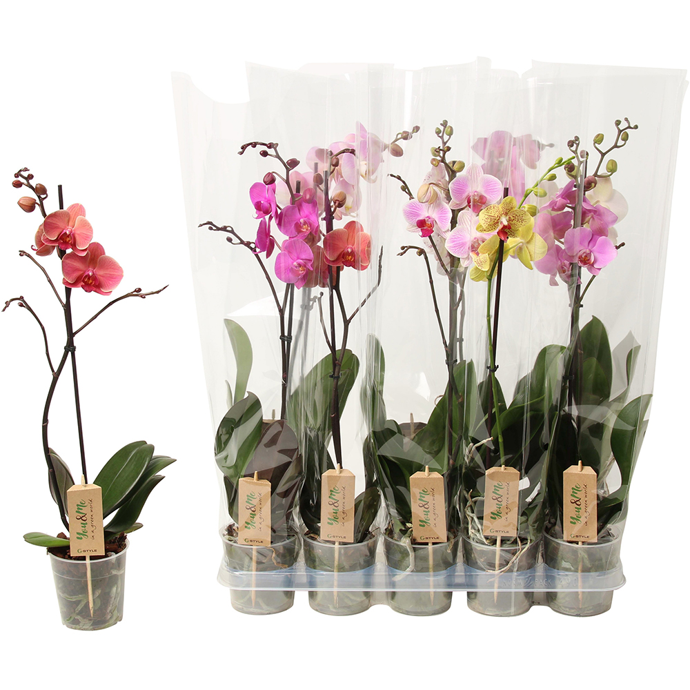 Orhidee Phalaenopsis 1 tija, 70 cm