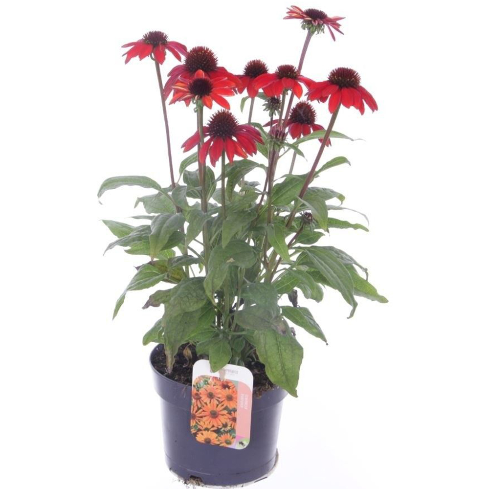 Echinacea, H 40 cm
