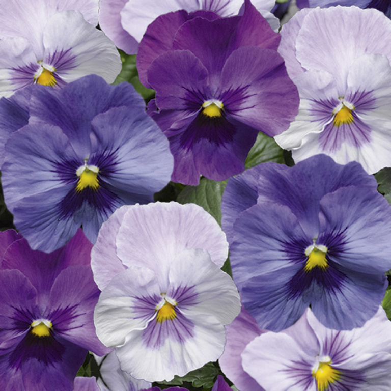 Panseluta asortata (Viola x wittrockiana), D 10.5 cm, H 15-25 cm