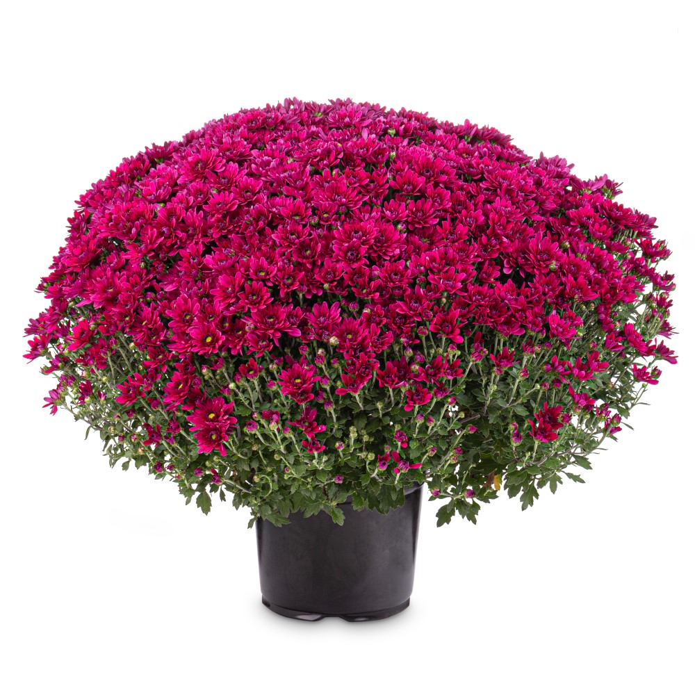 Crizantema cu o singura floare 17 cm