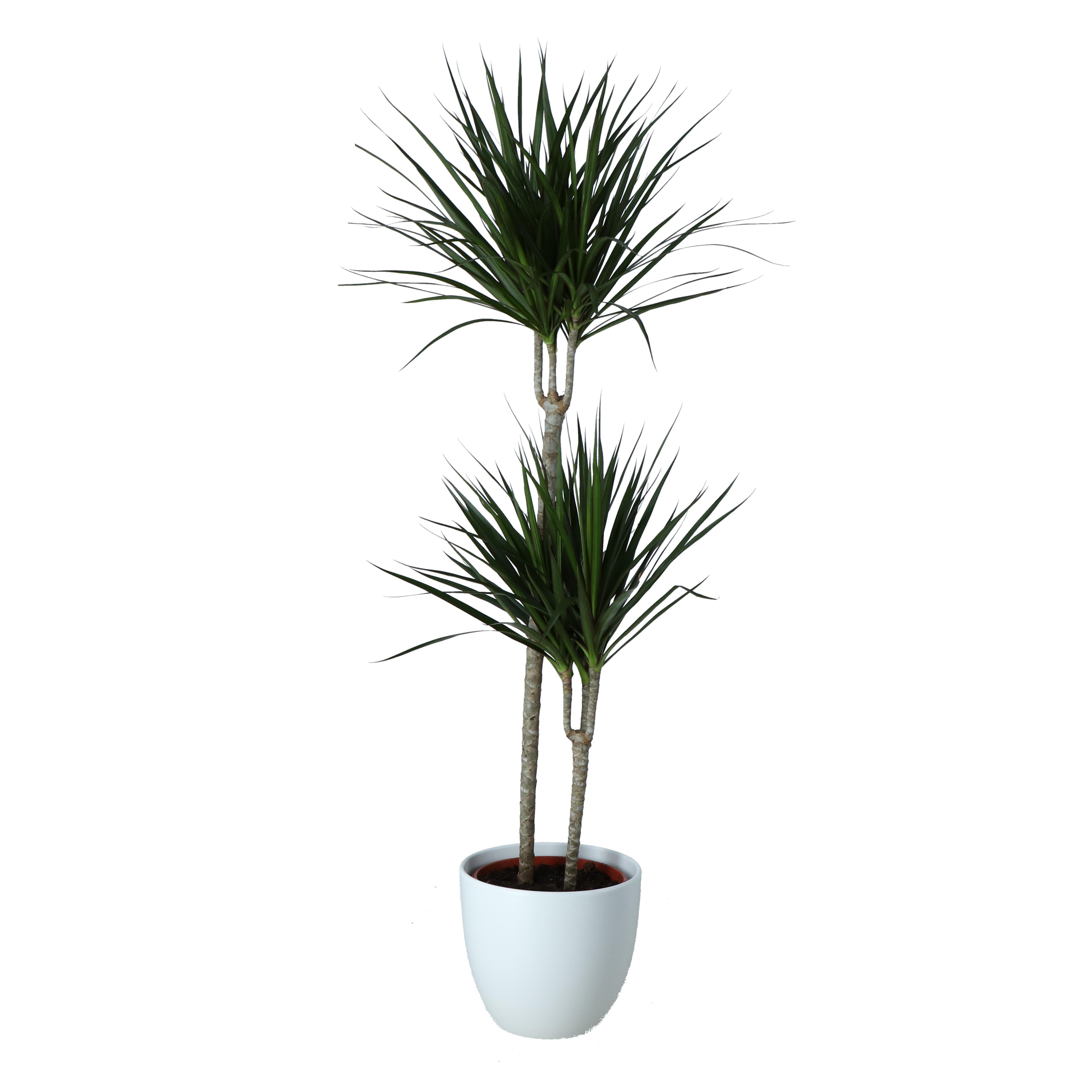 Dracaena, 2 tije, ghiveci ceramic, 24 cm