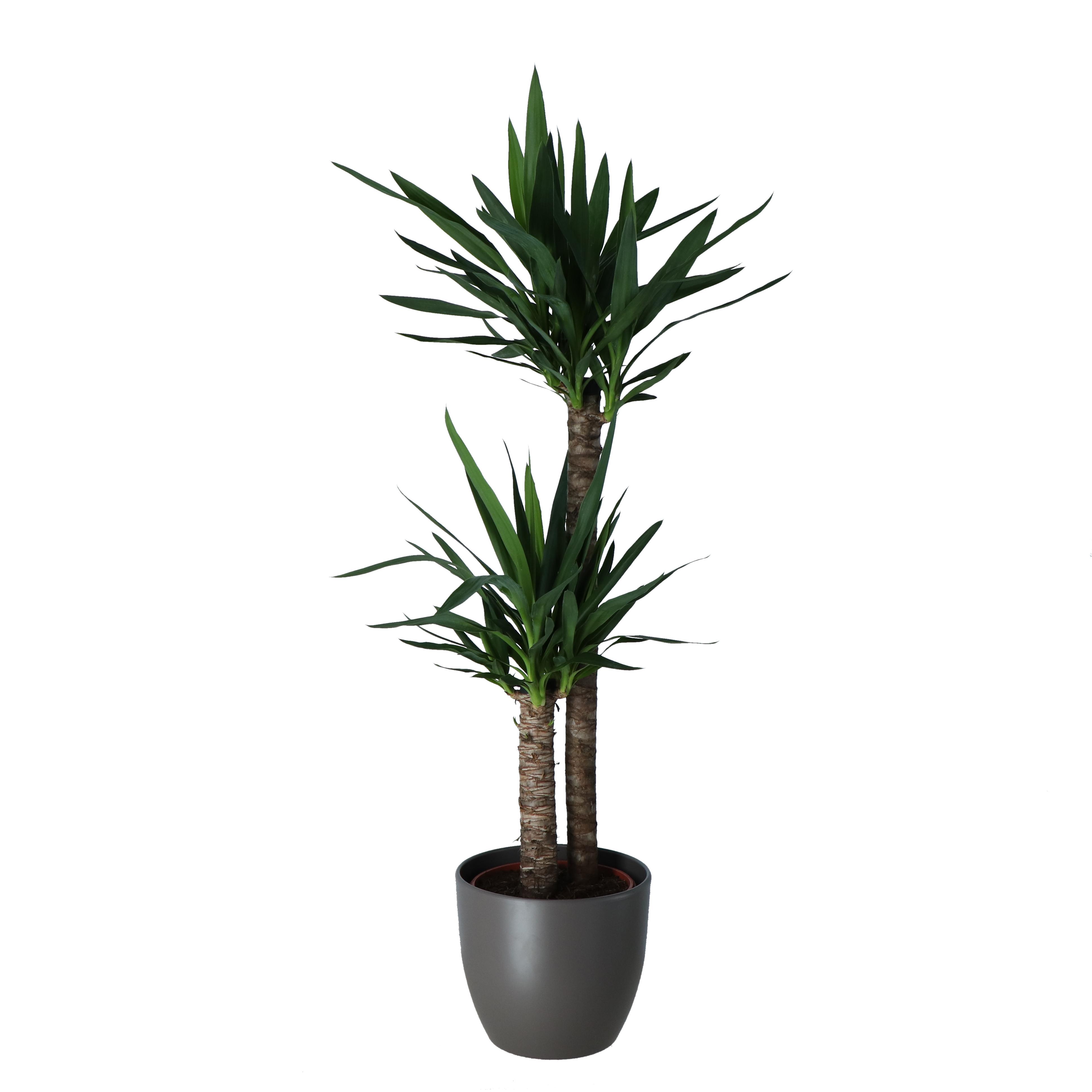 Planta Yucca, 2 tije, ghiveci ceramic, 24 cm