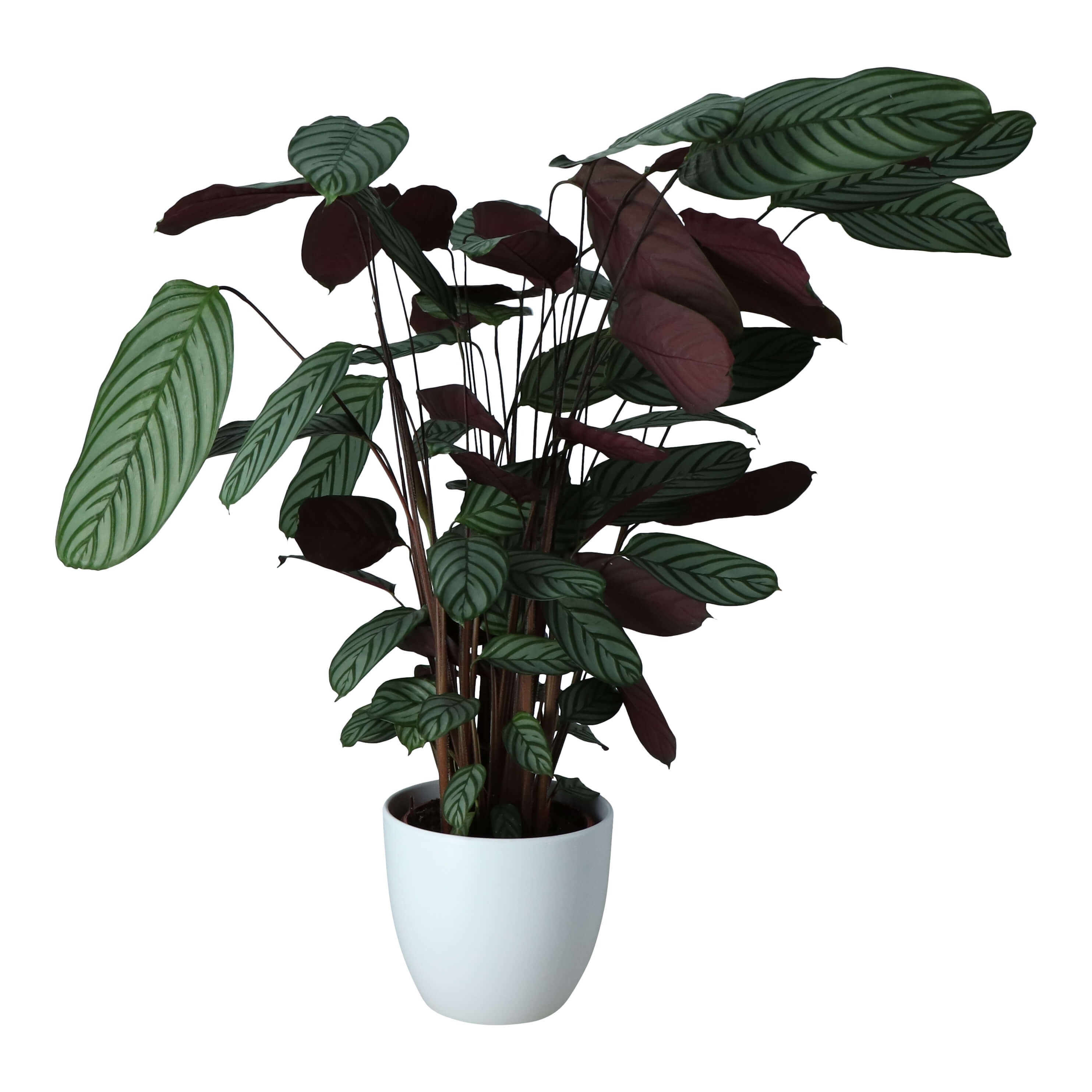 Planta de interior, Calathea Ctenanthe, ghiveci ceramic, dimaetru 24 cm