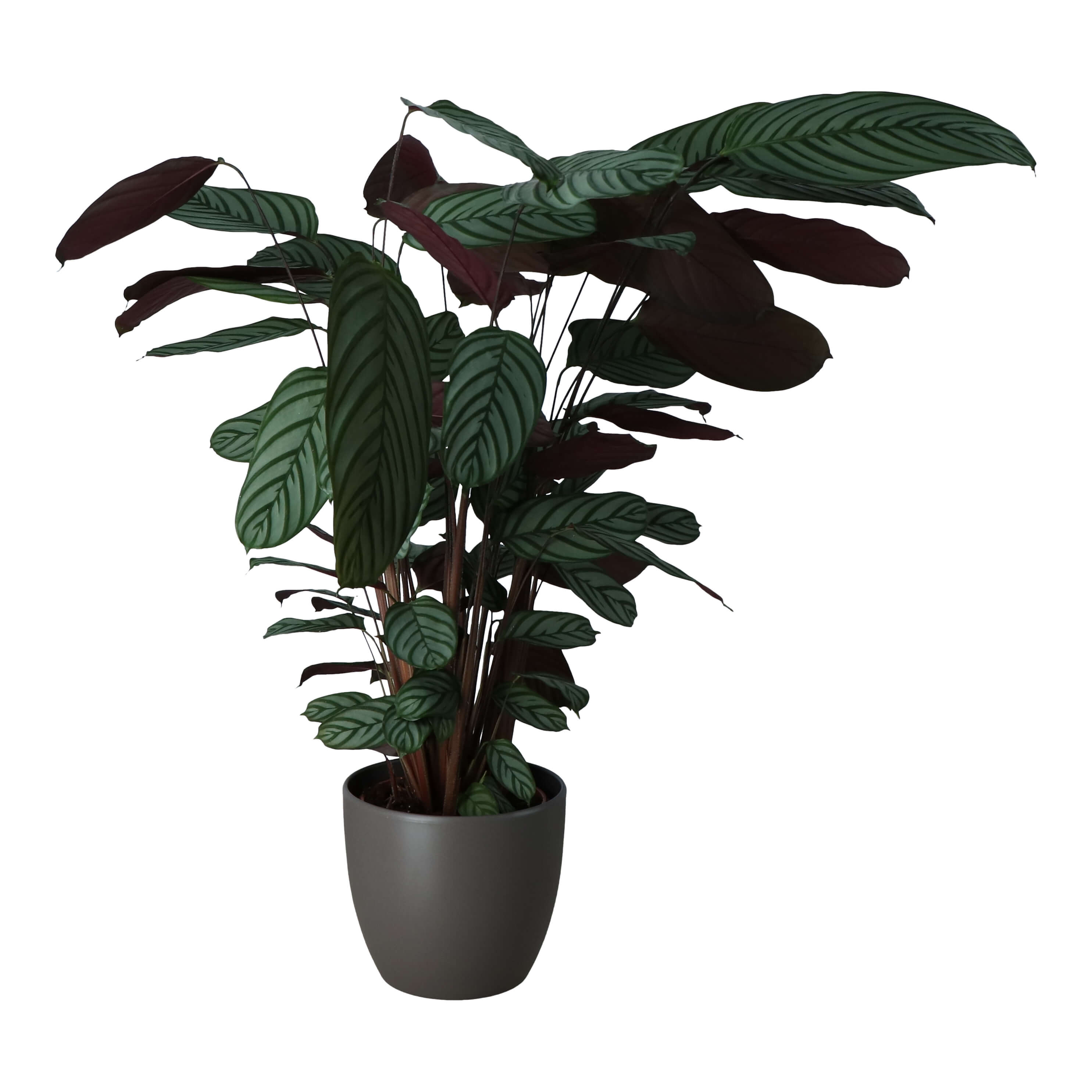Planta de interior, Calathea Ctenanthe, ghiveci ceramic, dimaetru 24 cm