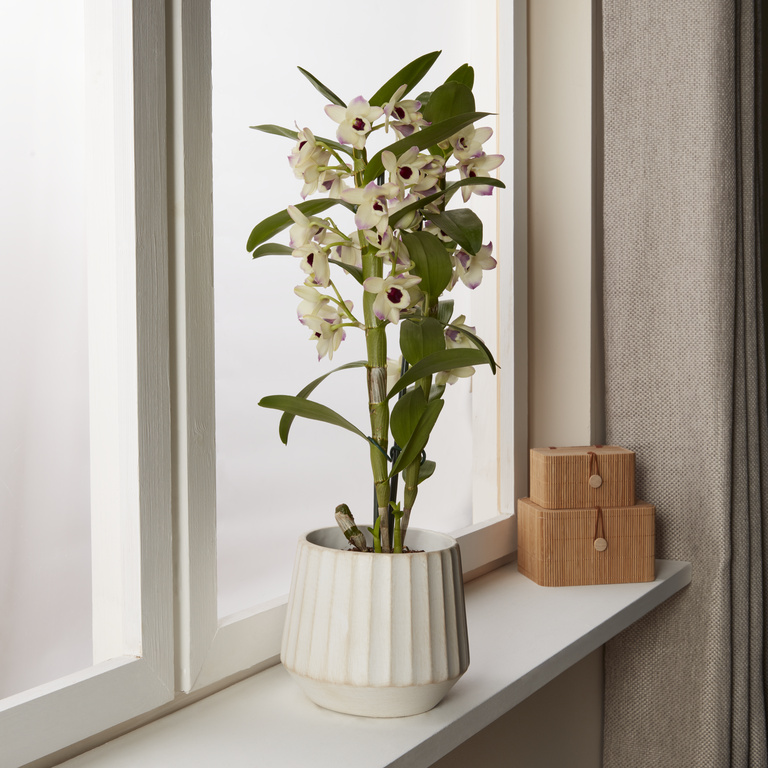 Ghiveci flori VERVE, teracota, D 16 cm, bej