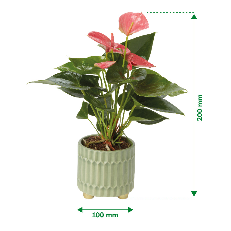 Planta de interior Anthurium, ghiveci ceramic, D9 cm H15 cm