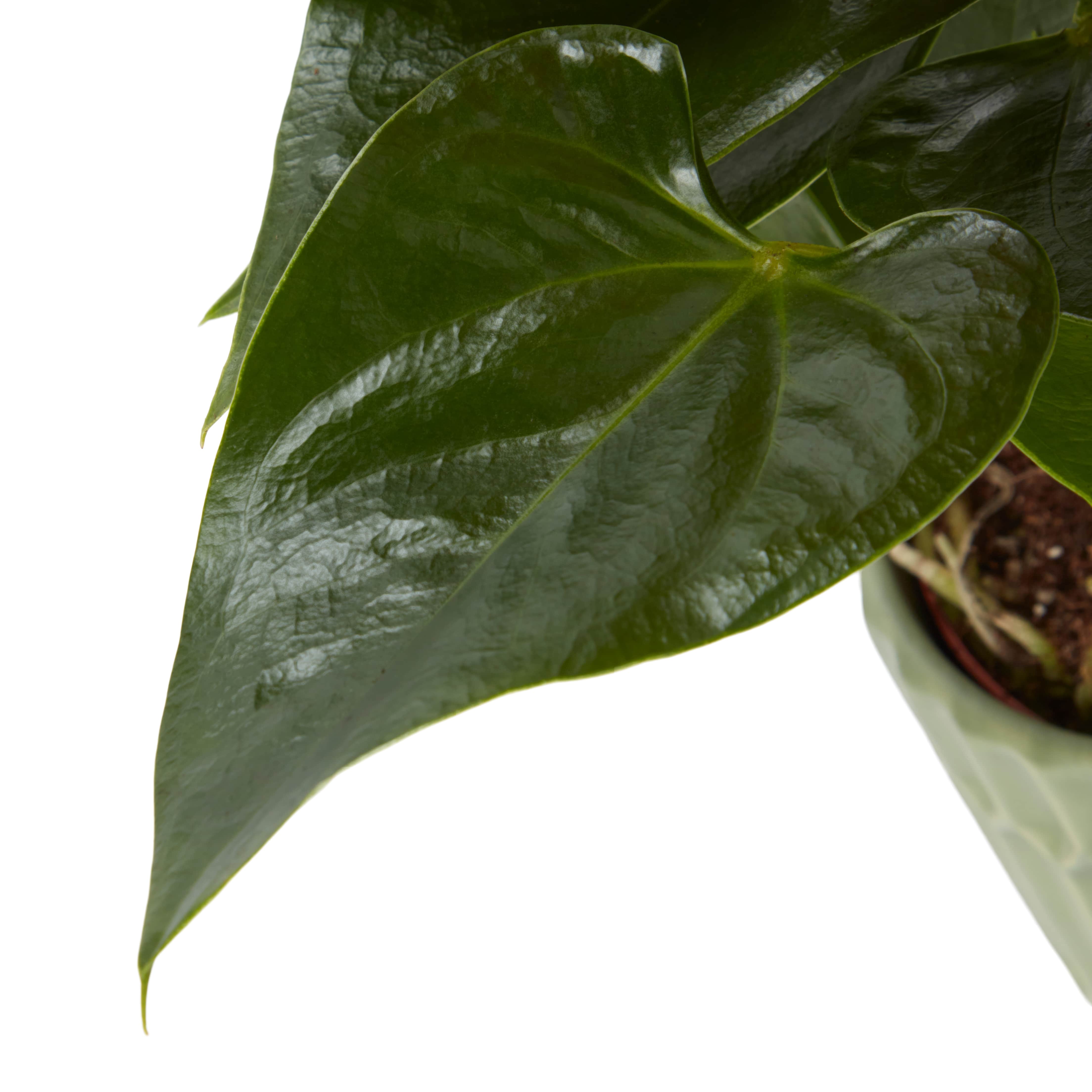 Planta de interior Anthurium, ghiveci ceramic, D9 cm H15 cm