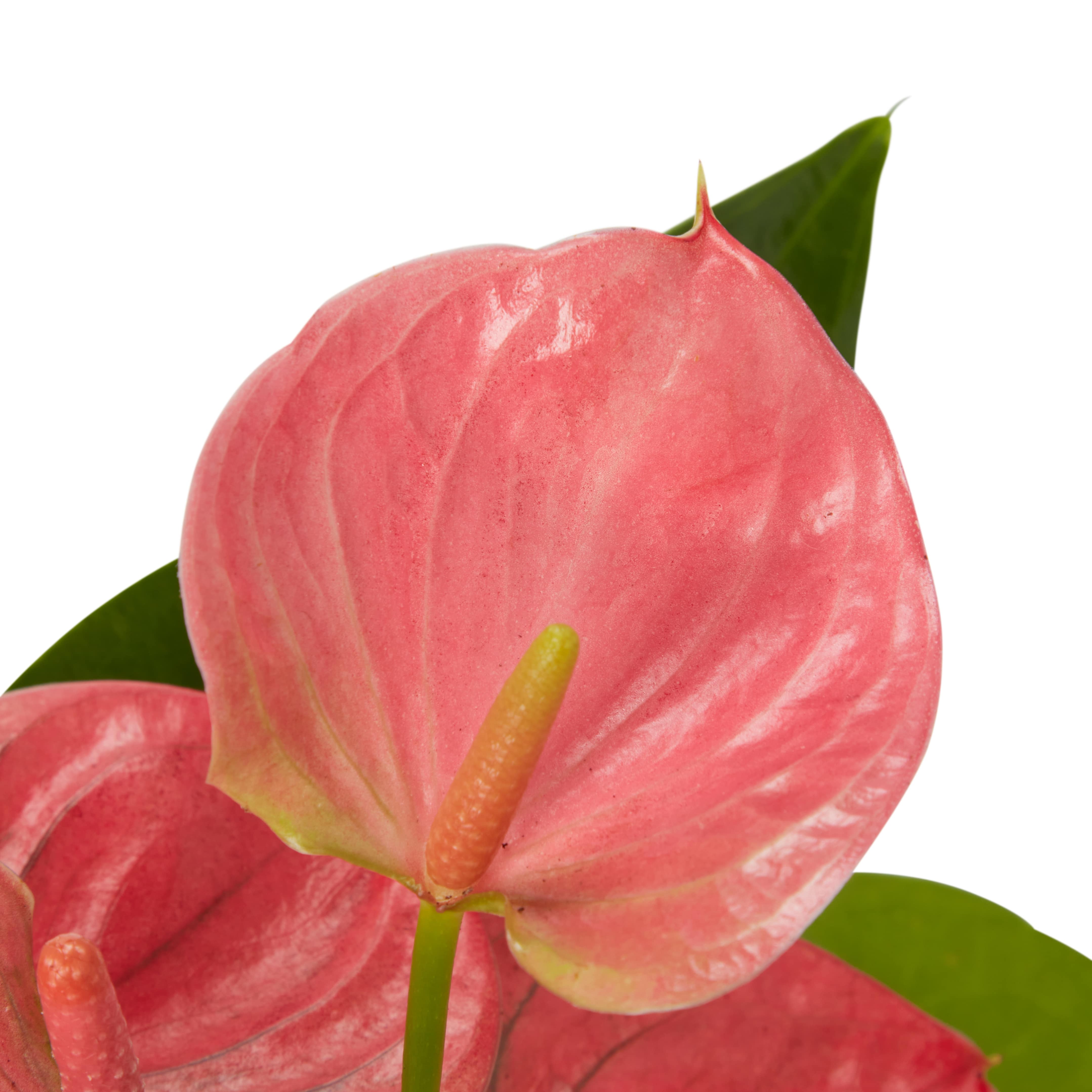 Planta de interior Anthurium, ghiveci ceramic, D9 cm H15 cm