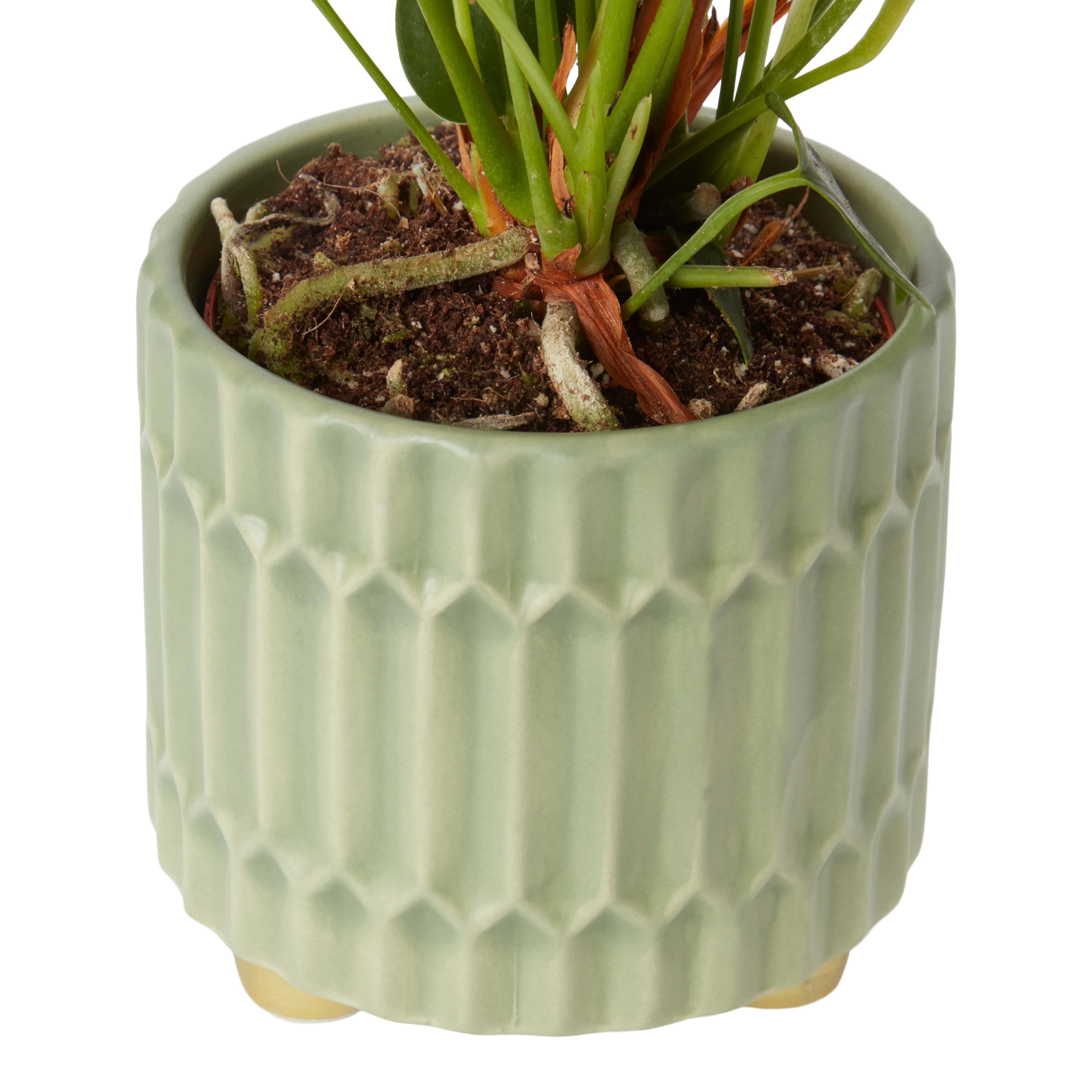 Planta de interior Anthurium, ghiveci ceramic, D9 cm H15 cm