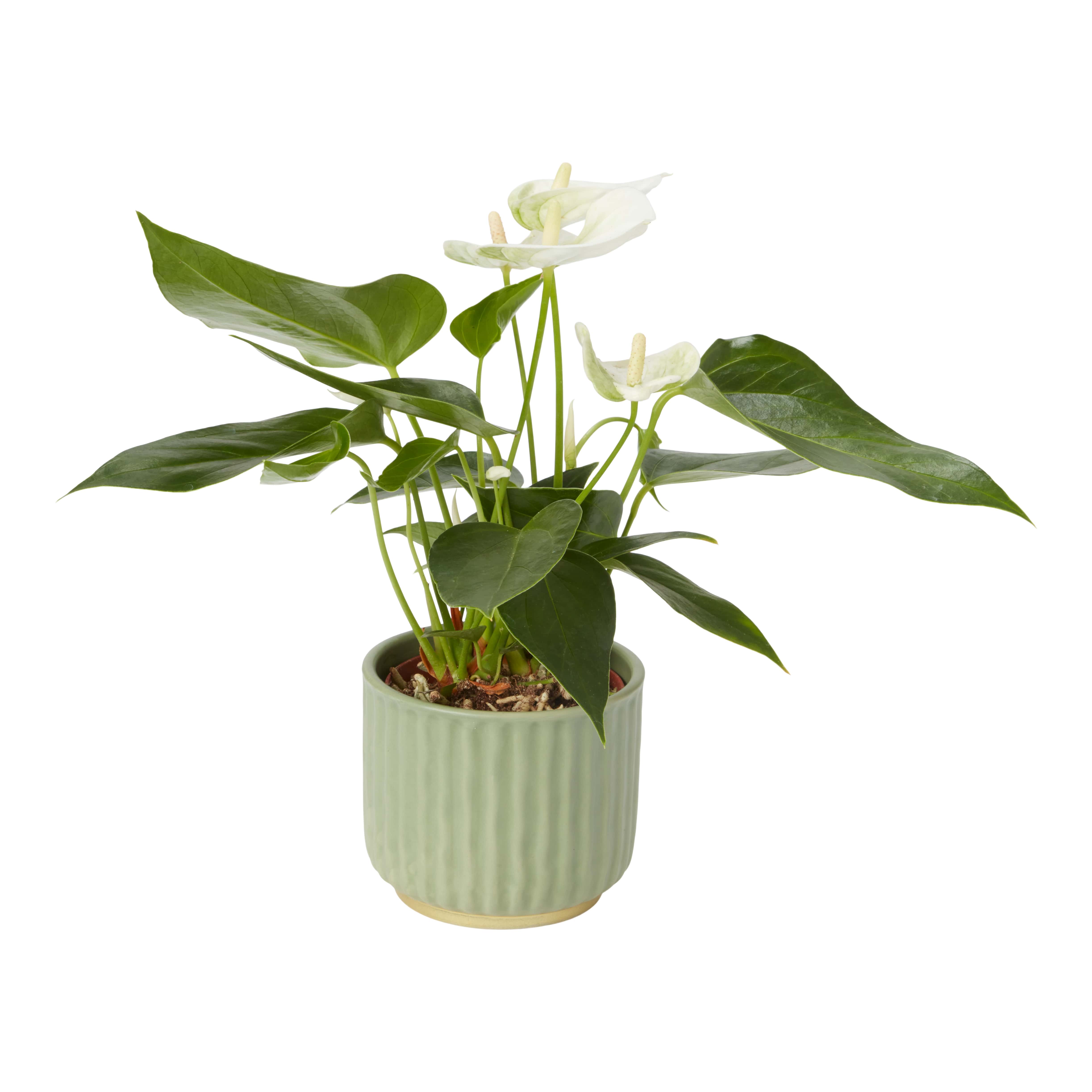 Planta de interior Anthurium, ghiveci ceramic, D9 cm H15 cm