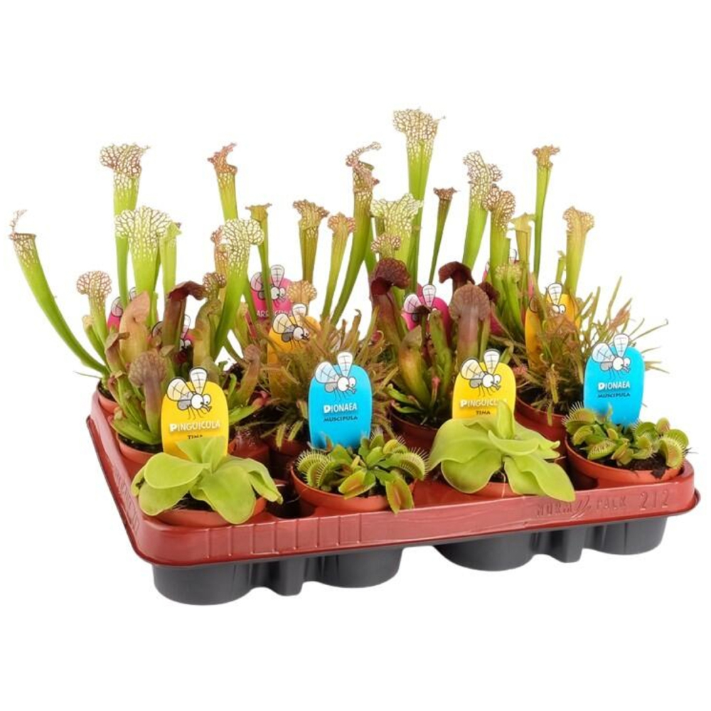 Mix Plante Carnivore, D9 cm, H18 cm