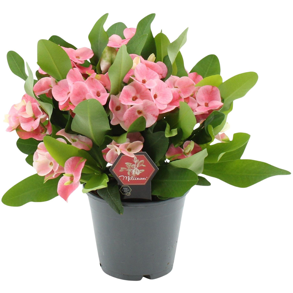 Euphorbia Milii Charlotte, ghiveci ceramic, H 25 cm