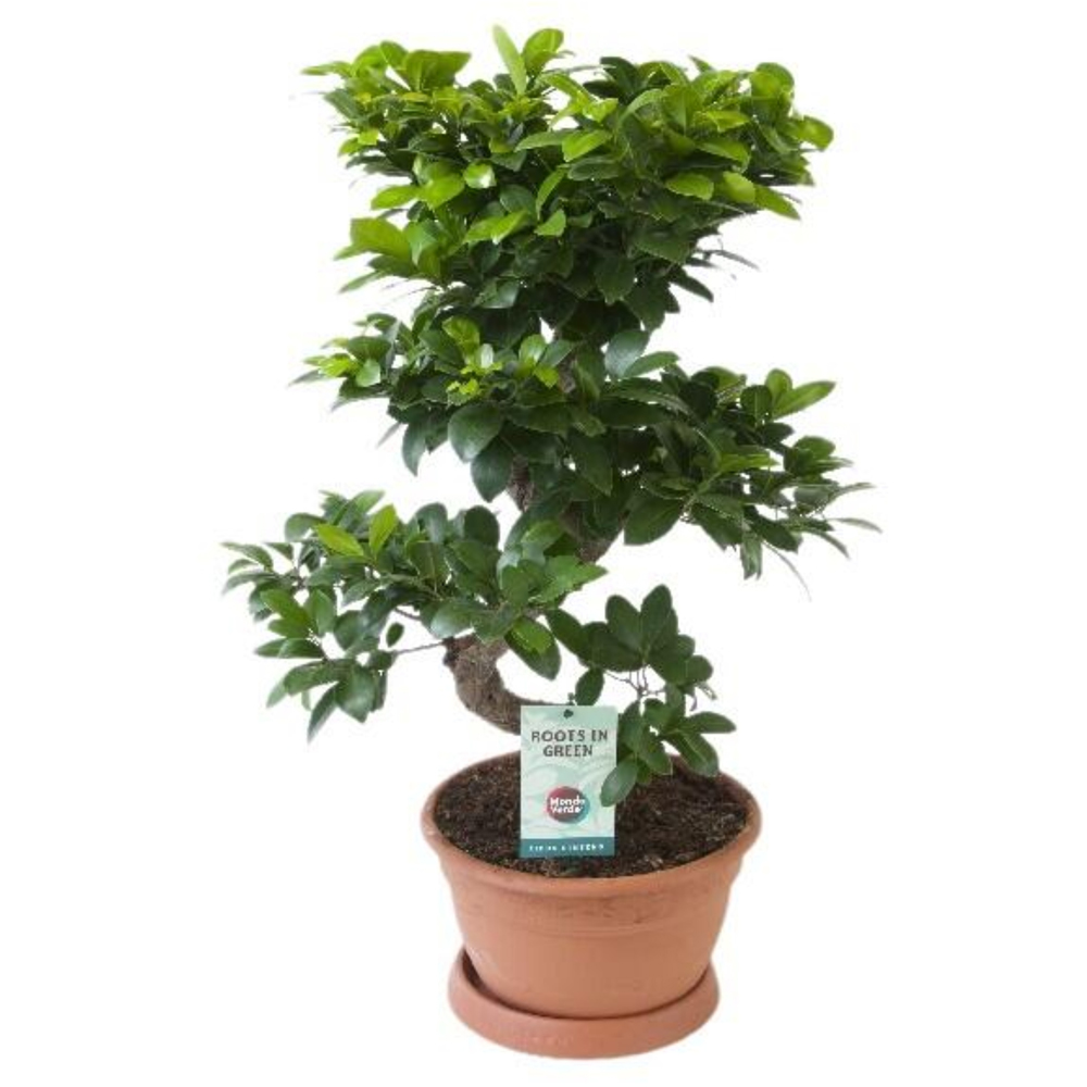 Ginseng, H 70 cm