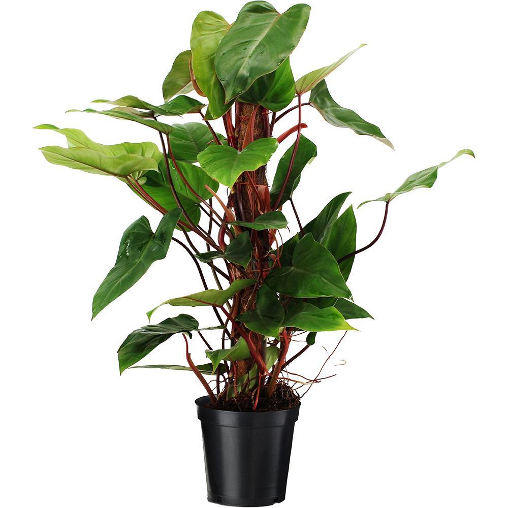 Philodendron Red Climber, H 70 cm