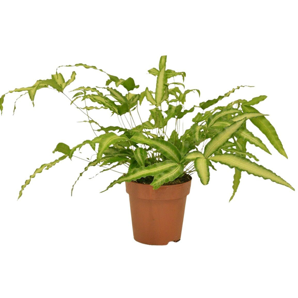 Planta ornamentala Pteris Albolineata, D12 cm, H25 cm
