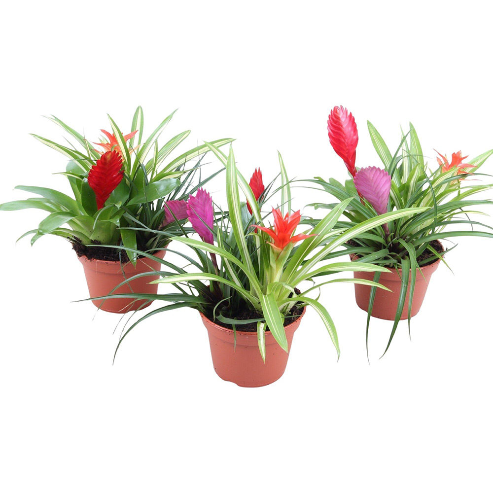Planta Bromelia Mix, D15 cm, H30 cm
