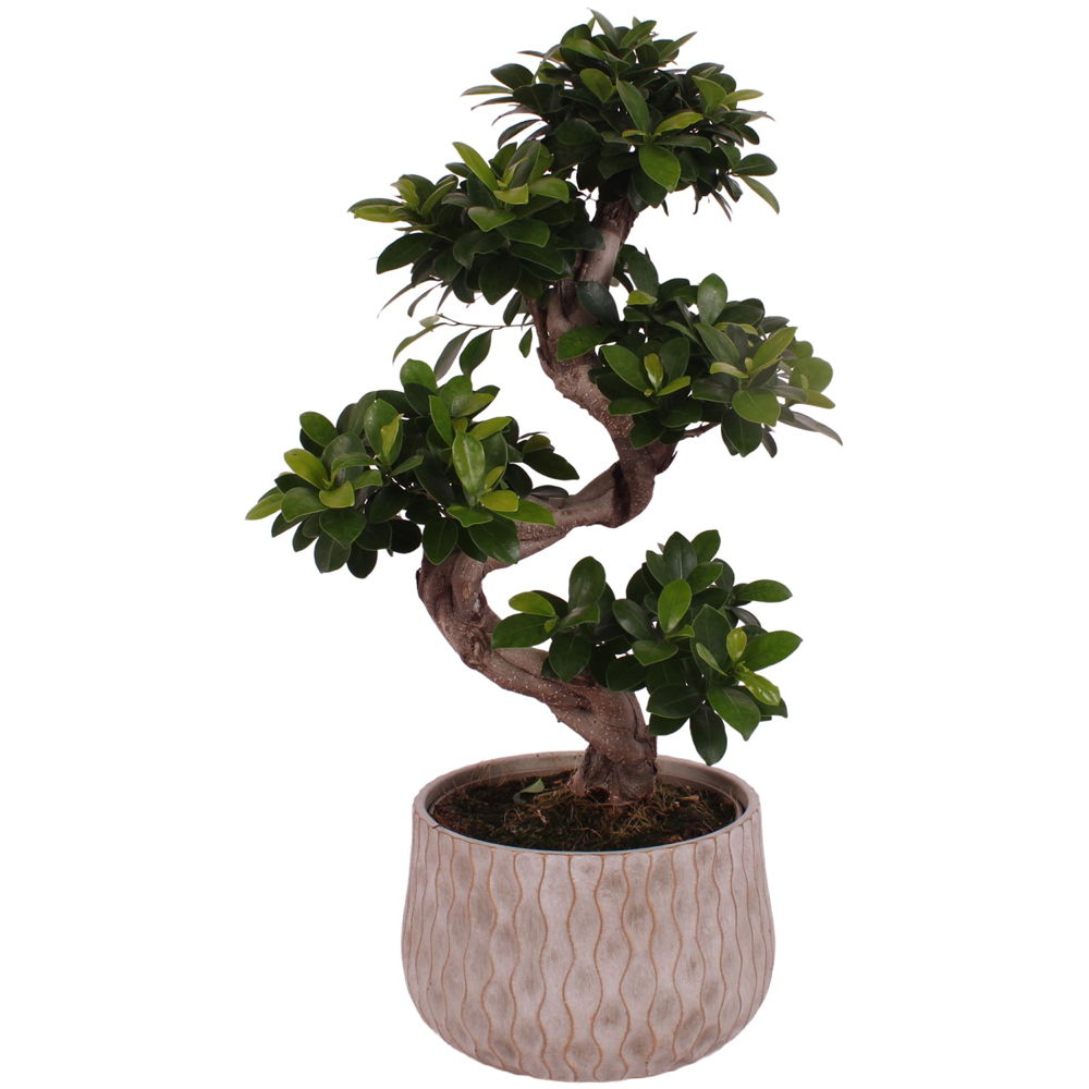 Bonsai Ginseng, H 70 cm