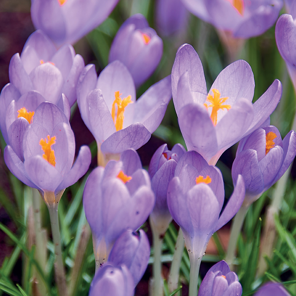 Bulbi VERVE Crocus Barrs, 12 bucati, mov