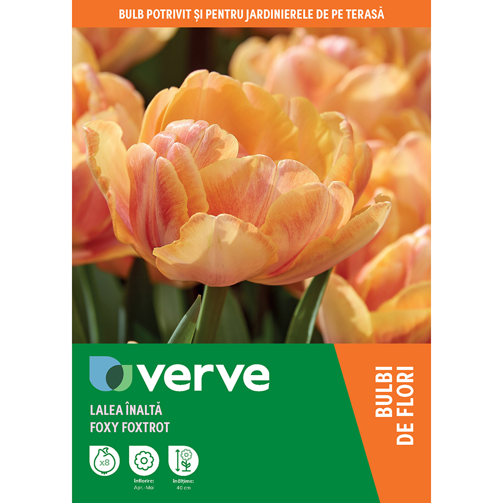Bulbi VERVE Lalea Foxy Foxtrot, 8 bucati, portocaliu