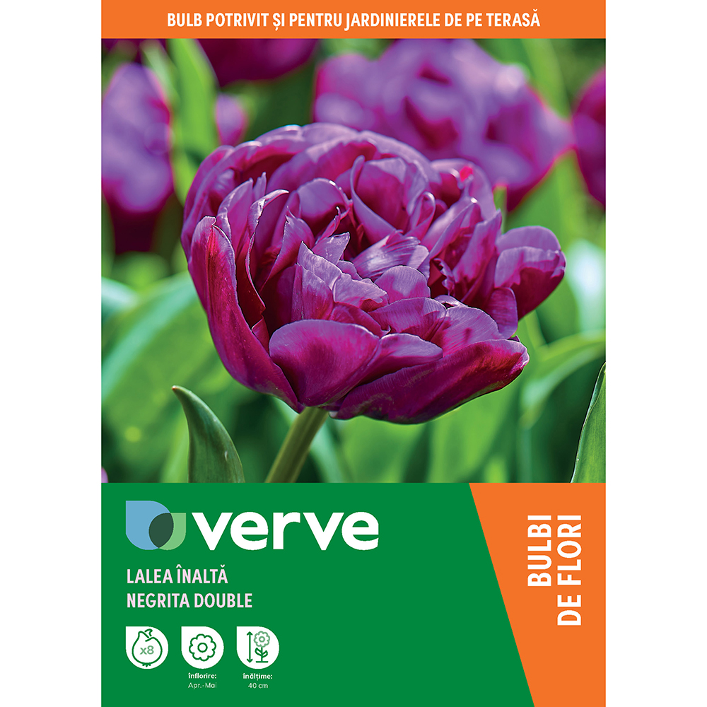 Bulbi VERVE Lalea Double Negrita, 8 bucati, mov