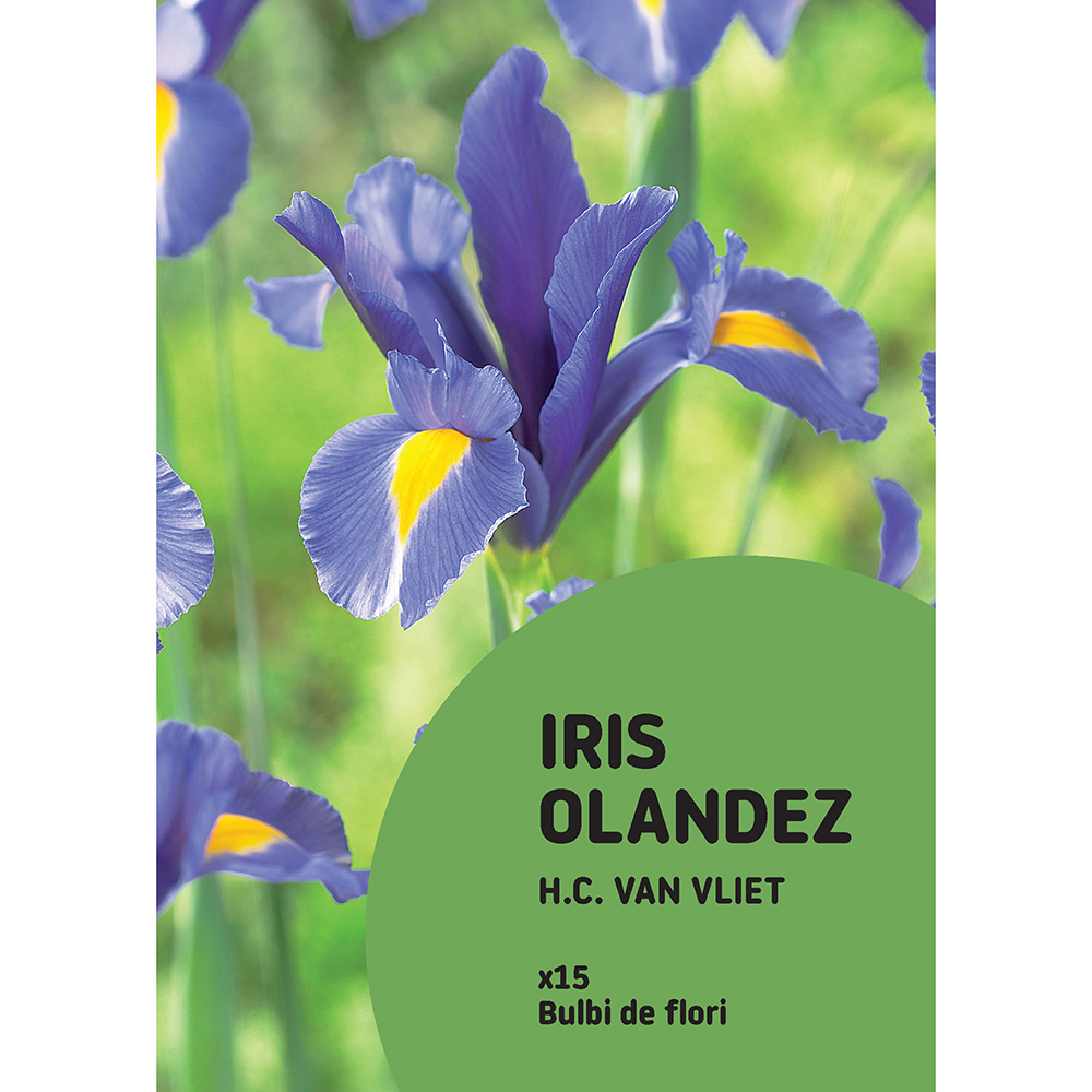 Bulbi VERVE Dutch Iris Van Vliet, 15 bucati, mov