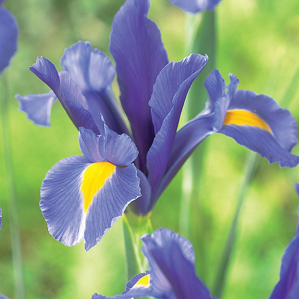 Bulbi VERVE Dutch Iris Van Vliet, 15 bucati, mov