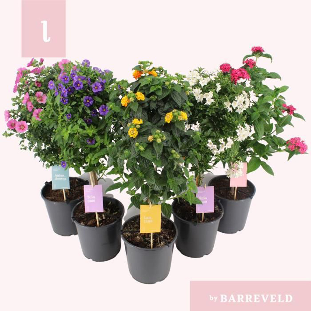Plante mix terasa,balcon, H 75 cm