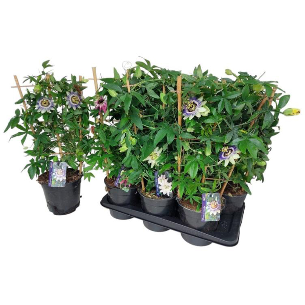 Floarea pasiunii mix (Passiflora), D17 cm, H65 cm
