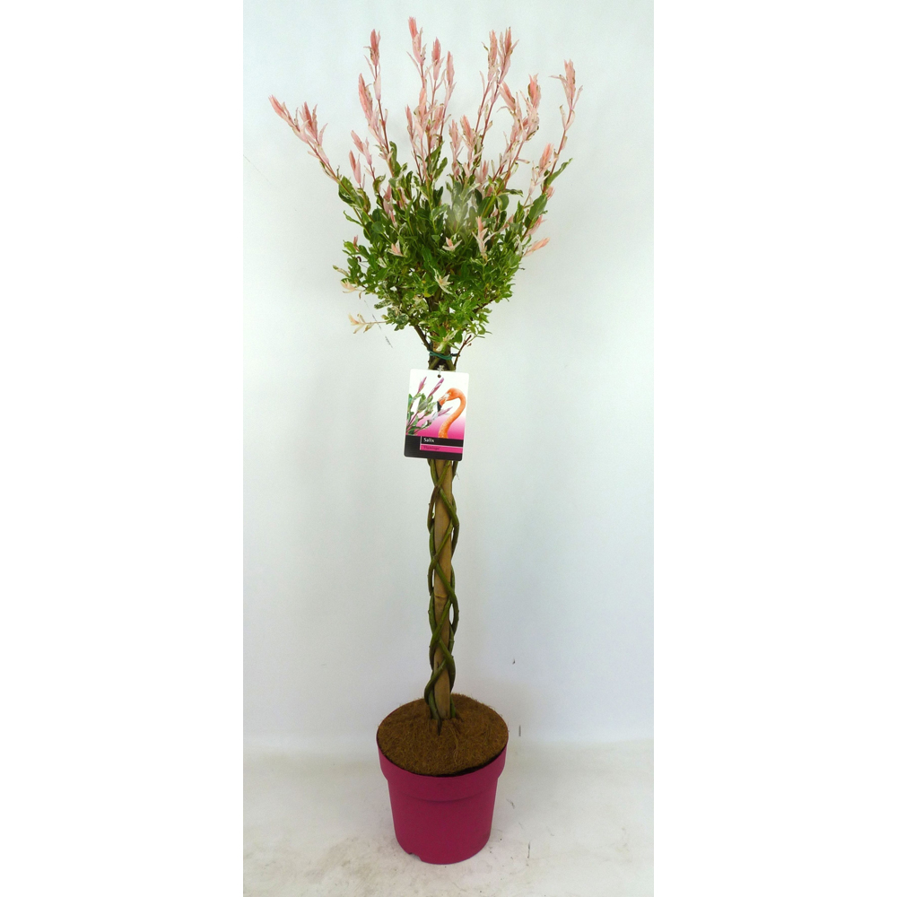 Salcie flamingo, H 110 cm
