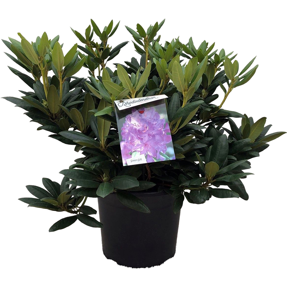 Rhododendron, D 37 cm, H 70 cm