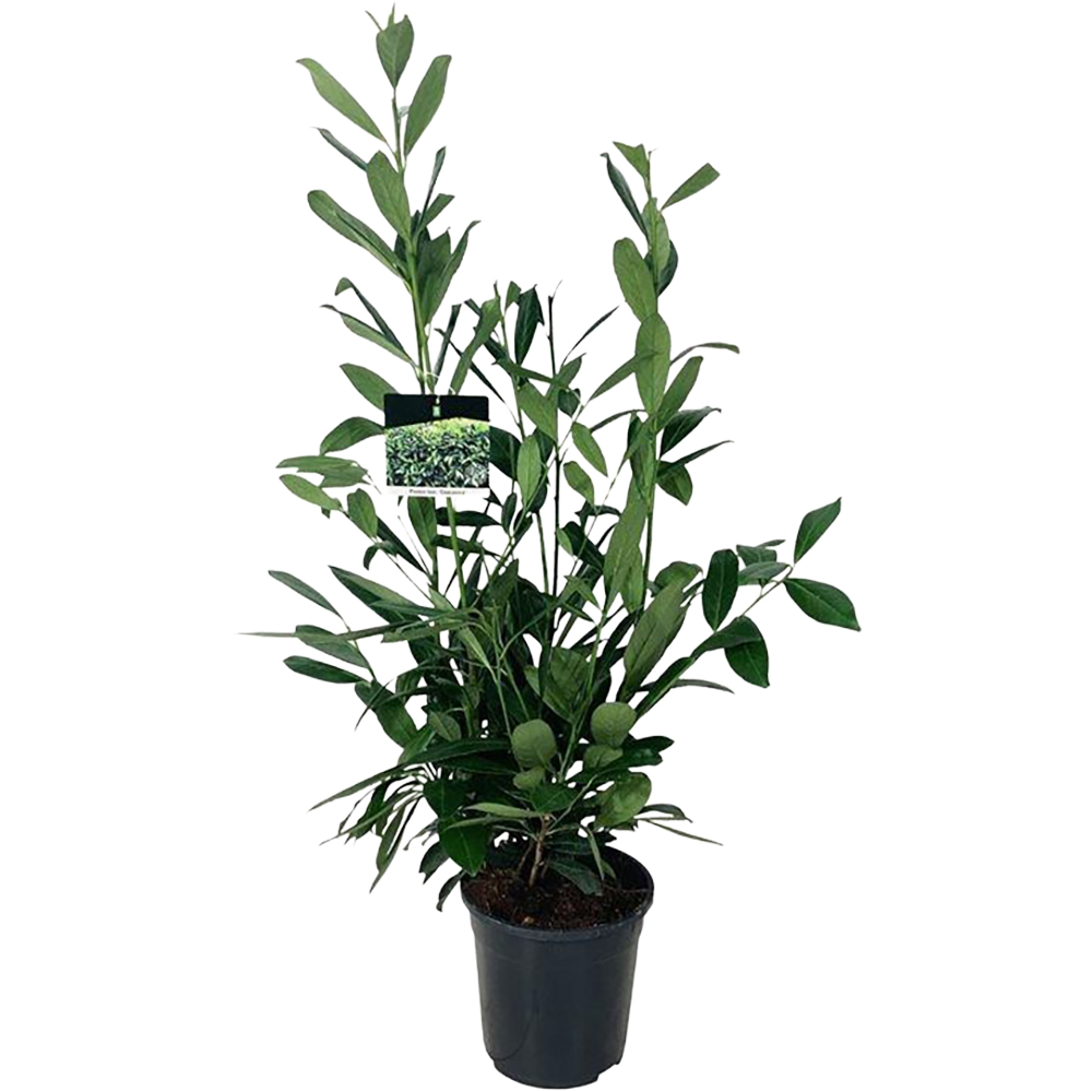 Prunus Laurocerasus Caucasica, D 21 cm, H 100-110 cm