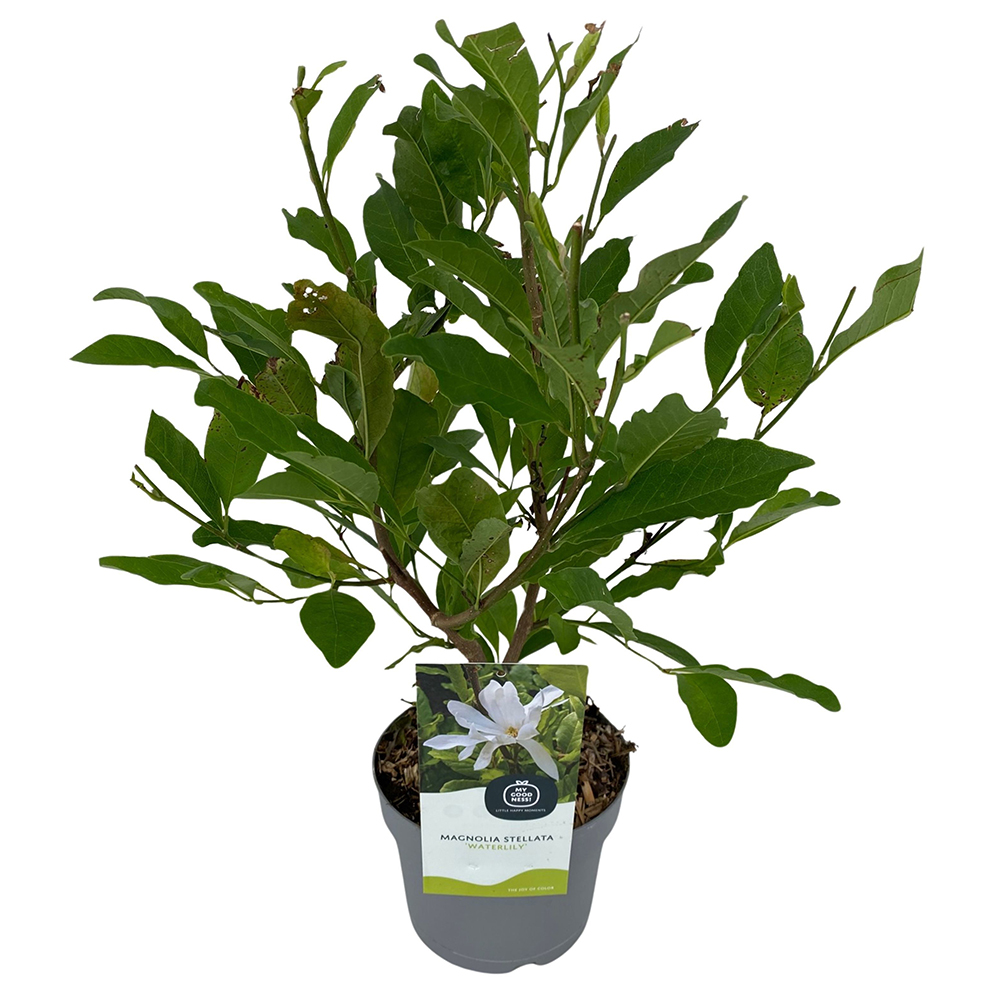 Magnolie, H 50 cm