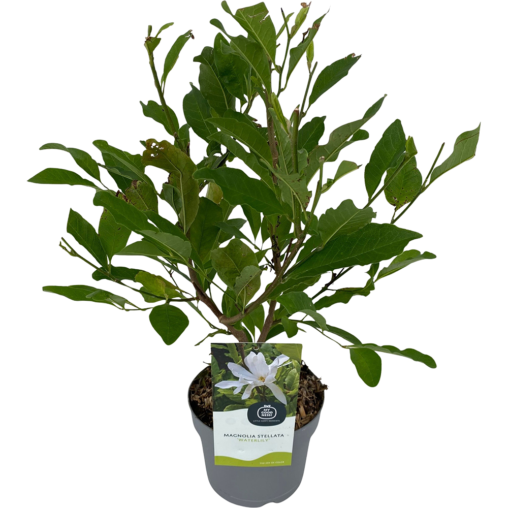 Magnolia, D 17 cm, H 50 cm